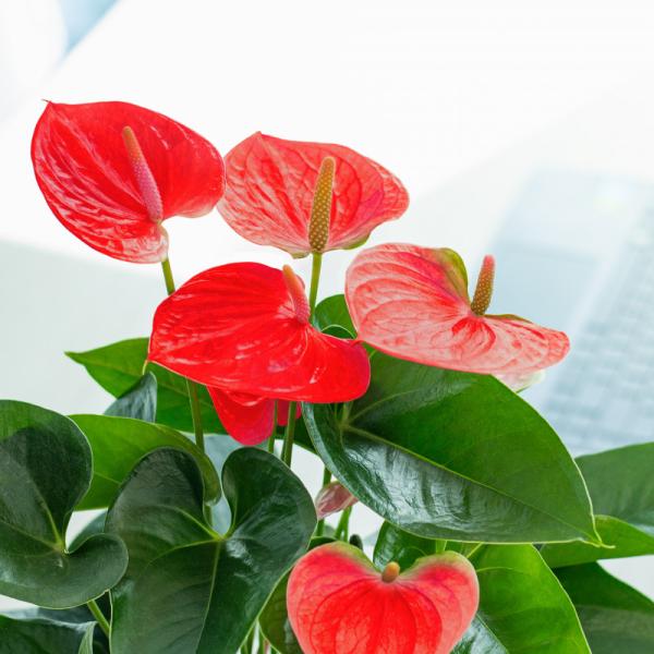 Chậu Cây Thiết Kế Mát Xanh 026