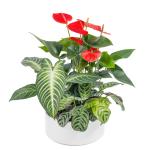 Chậu Cây Thiết Kế Mát Xanh 026